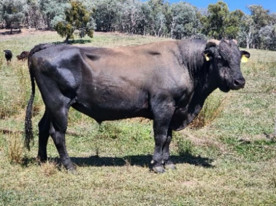 Moyhu H0091